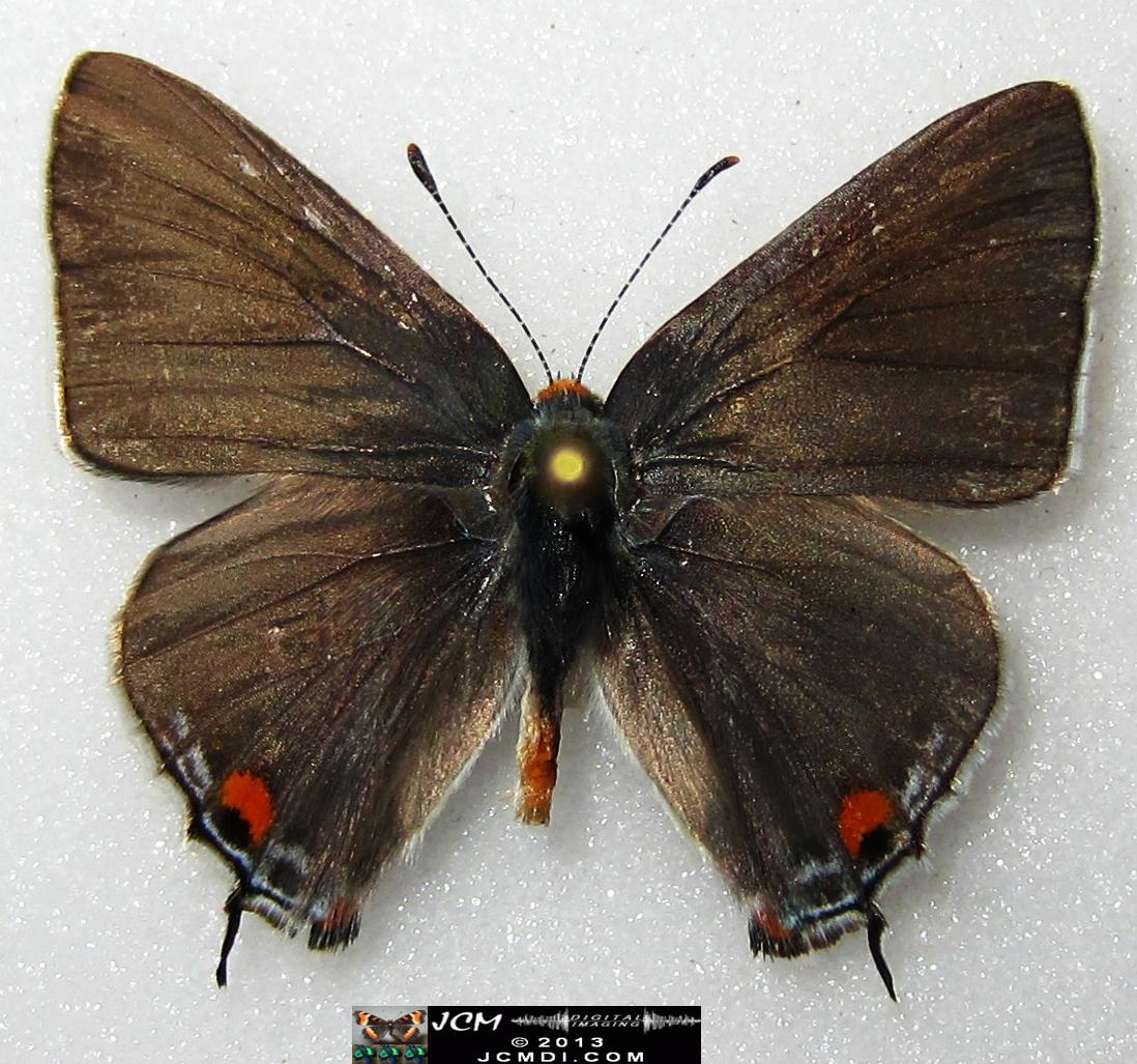 Strymon melinus pudica (Common Hairstreak) images